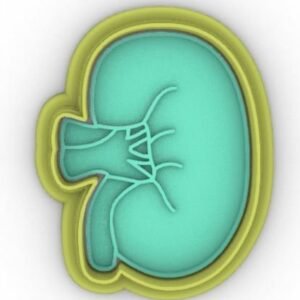 External Kidney